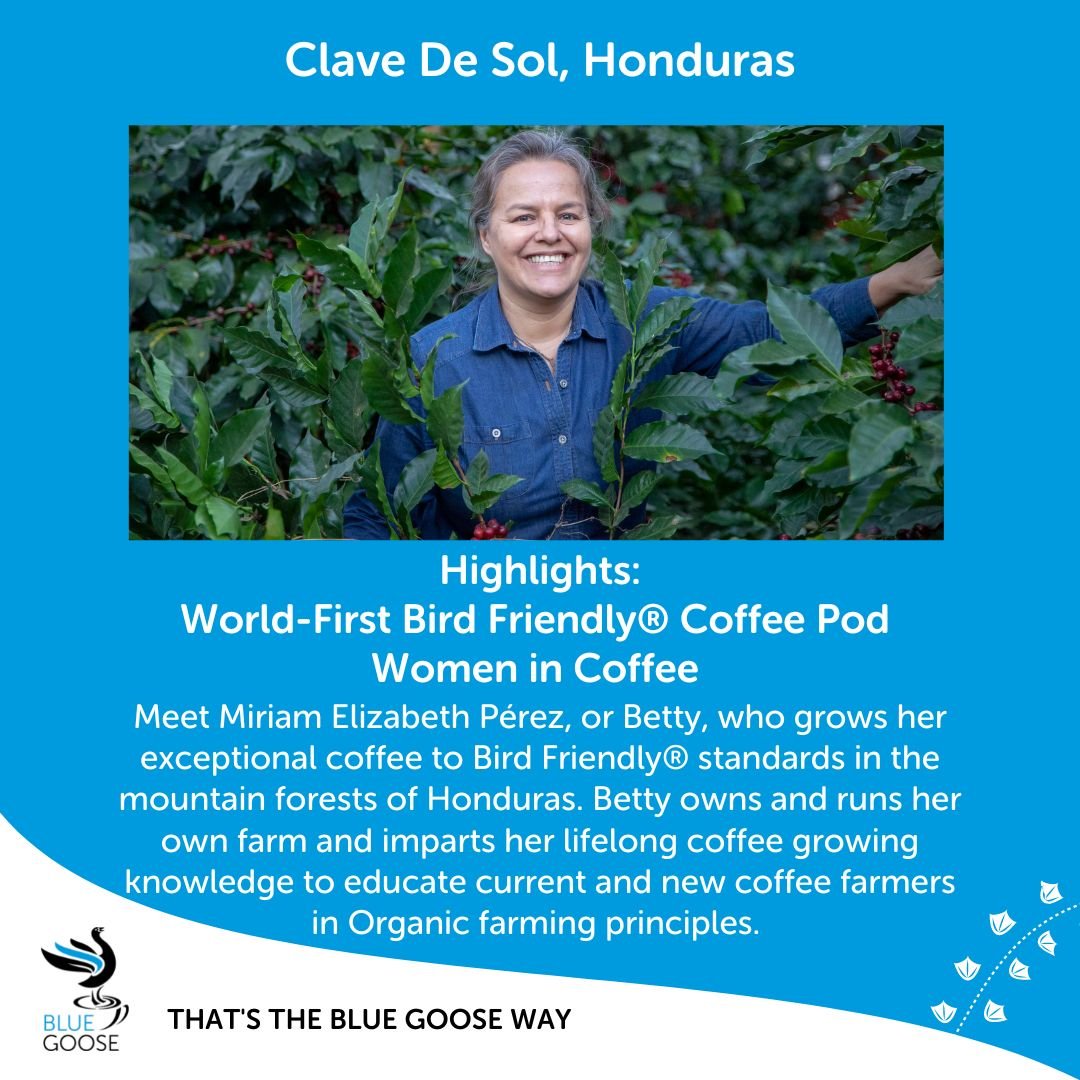 Organic Honduran 'Bird Friendly' Coffee Pods – Blue Goose Coffee